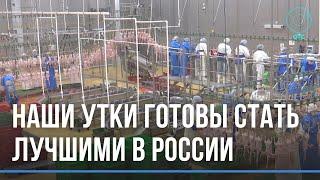 Экологически чистые утки готовы стать лучшими в России