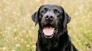 Labrador Love  | Heartwarming Song About Labradors 