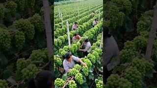 very beautiful vineyard#farm #farming #fruit #satisfying #farmer #nature