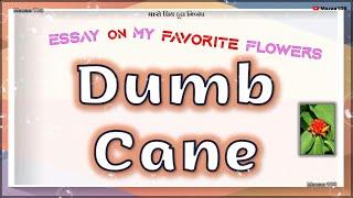 Dumb Cane Flower | Essay On Dumb Cane Flower | My Favorite Flower Dumb Cane | Dumb Cane Benefits