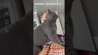 Ну какая прелесть! #АдияиЖания #shorts #cat #animals #кошкабританка  #котик