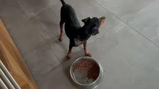 Dias is so much better after his therapy for leishmaniasis- Takis Shelter