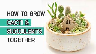 BEST TIPS | HOW TO PLANT CACTI AND SUCCULENTS TOGETHER | SUCCULENT ARRANGEMENT