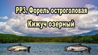 РР3 Форель остроголовая. Кижуч озерный.