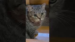 Ein Tag von Vika!#cuteanimals #cat #кошечка