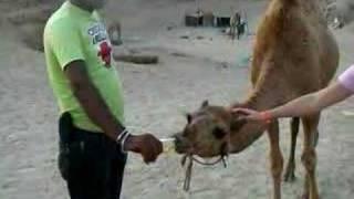 fanta drinking camel