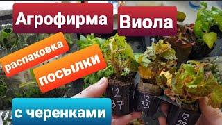 Черенки от Агрофирмы Виола/распаковка посылки/ весенний заказ/черенки вегетативных цветов