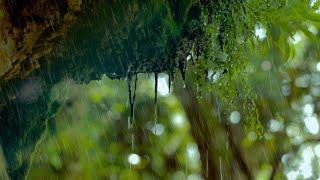 6 Hours of Rain Sounds To Fall Asleep To: Soothing Nature Rain