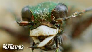 The Insect World is Loaded with Nightmare Fuel | Micro Killers