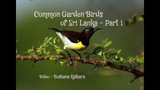 Common Garden Birds of Sri Lanka - Part 1