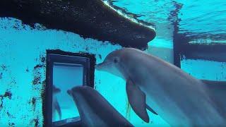 Dolphins: How Smart are They Actually? |  Inside the Animal Mind | BBC Earth