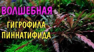 ВОЛШЕБНАЯ ГИГРОФИЛА ПИННАТИФИДА Hygrophila pinnatifida