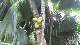 Seychelles. The reserve Vale de May on the islands of Praslin