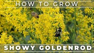 Showy Goldenrod - A True Pollinator Magnet