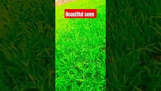 Beautiful seen #flute #music #instrumental #song #ramanandsagarramayana