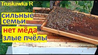 #Пчёлы.  Что это такое? Семьи сильные, летают но мёда нет. И пчёлы очень злые.