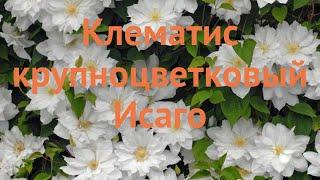 Клематис крупноцветковый Исаго (clematis isago)  Исаго обзор: как сажать, саженцы клематиса Исаго