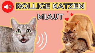 Rollige Katze miaut  katzen miauen