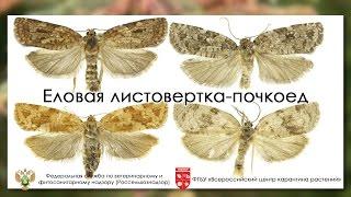 Еловая листовертка-почкоед (Choristoneura fumiferana (Clemens))