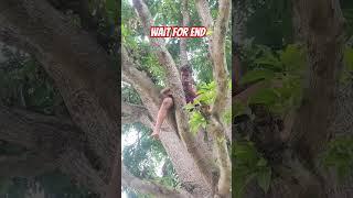 आम तोड़ना  New khortha comedy video #sarfrajofficialnawadih #funny #newkhorthagana #comedyshow