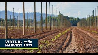 Virtual Harvest 2022: From Hop Discovery to Beer Recipe Design