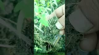 जुगाड़  Milk packet aise use kare #shorts #gardening #shriyagardencreative #plantcaretips