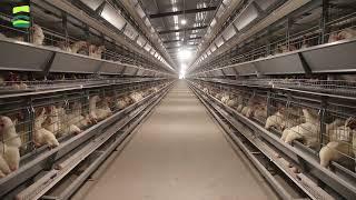 Chicken Layers Cages Design High Breed Chicken Farm Hen Egg Cage Ideas