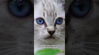 FAKTA UNIK TENTANG KUCING #kucing #animals #kucinglucu #shortvideo #faktaunik