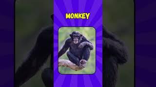 The Ultimate Wildlife Quiz / Name That Animal!