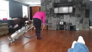 Saint bernard attacked by vacuum cleaner