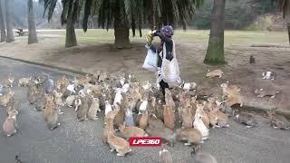 Funny Videos   Rabbit Stampede Video provided by LPE360