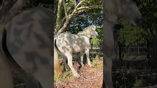 Our Pony Finds the Perfect Place to Scratch #funnyhorse #equinelife #homesteadinglife