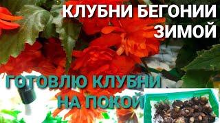 БЕГОНИЮ КЛУБНЕВУЮ ГОТОВЛЮ НА ПОКОЙ.ГДЕ СОДЕРЖАТЬ И КАК  СОХРАНИТЬ ДО СЛЕДУЮЩЕГО СЕЗОНА.ДЕЛЮСЬ ОПЫТОМ