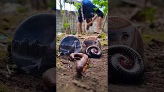 Be quiet, Thanks to Bombombini Gusini and Ballerina Cappucina, I managed to photograph millipedes