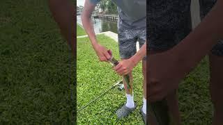 Big snook big snook