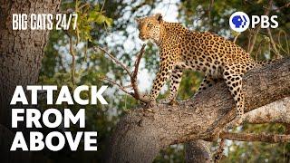 Aerial Ambush! Leopard Attacks an Impala From a Tree | Big Cats 24/7 | PBS