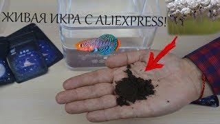 ЖИВАЯ РЫБА С Aliexpress! Проверка эксперимента SlivkiShow!!!