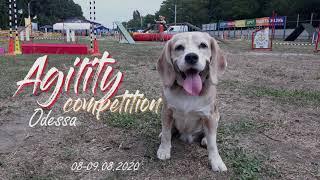 Agility Competition Odessa | Beagle Xena & BC Jet