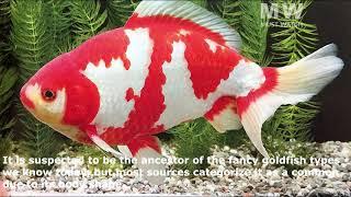 7 Lovely Goldfish
