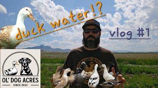 Duck Stuff: Changing Water & Collecting Eggs | Ol' Dog Acres #1