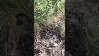 177 Southern Pacific Rattlesnake not taking its eyes off us #sopac #crote #socal #rescue #naturephot