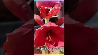 HIPPEASTRUM CARMEN #hippeastrum #amaryllis #lirio #flores #plantas #coleccion YO️HIPPEASTRUM