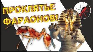 ПРОКЛЯТЬЕ ФАРАОНОВ! Monomorium pharaonis - фараоновы муравьи