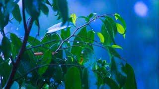 Sleep Soundly: Heavy Rain & Thunder ASMR for Deep Rest