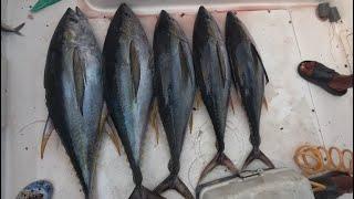 Hot yellowfin bite in the Cayman Islands.