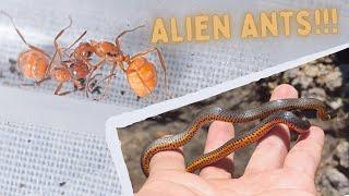 Parasitic Ants and Beautiful Snakes!!