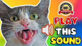 Cat sounds to scare mice away ⭐ Rats will go away  cat sound effect