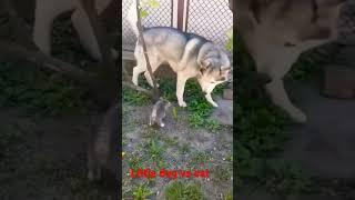 Little dog vs cat #shorts
