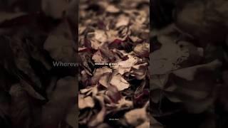 Die With a Smile - Bruno Mars & Lady Gaga | lyrics | whatsapp status | slowed reverb | edit