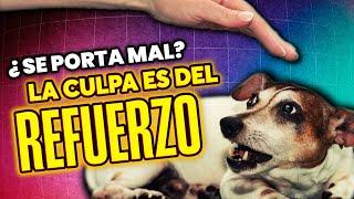 Lo que nadie cuenta sobre el REFUERZO POSITIVO #refuerzopositivo #adiestramientocanino